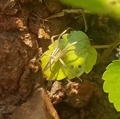 Pisaurina dubia