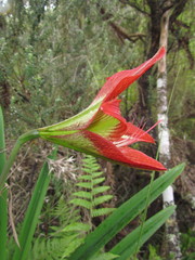 Hippeastrum glaucescens