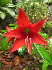 Hippeastrum reginae