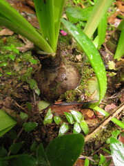 Hippeastrum reginae