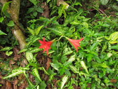 Hippeastrum reginae