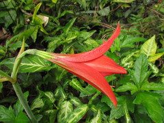 Hippeastrum reginae