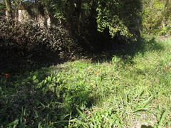 Hippeastrum striatum