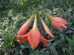 Hippeastrum striatum