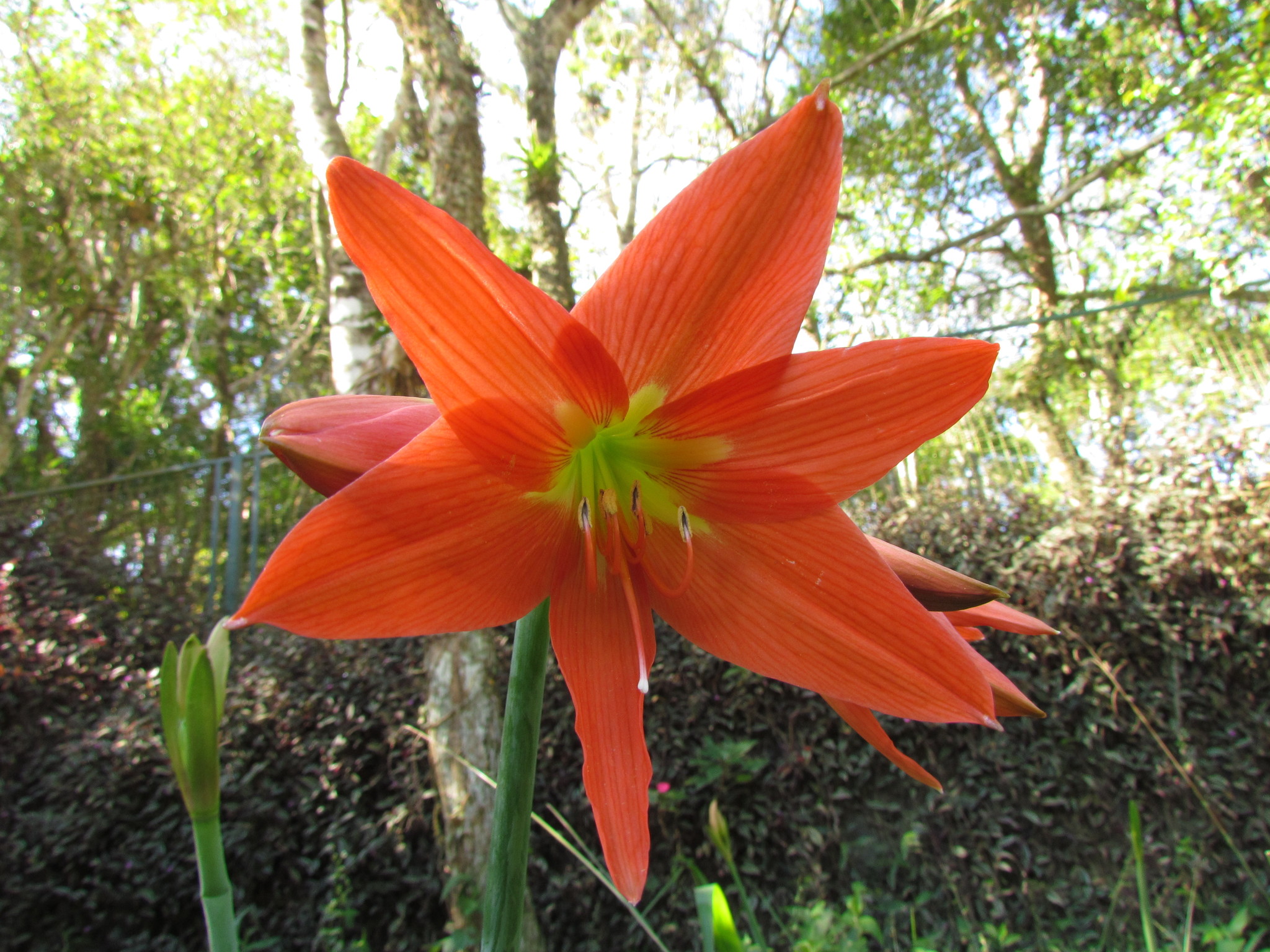 Striped Barbados Lily (Hippeastrum striatum)  iNaturalist