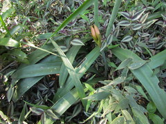 Hippeastrum striatum