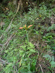 Hippeastrum striatum
