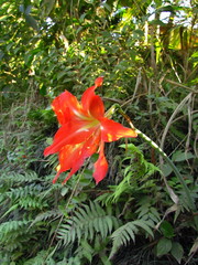 Hippeastrum striatum