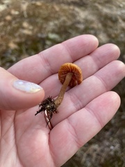 Galerina sphagnorum