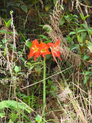 Hippeastrum striatum