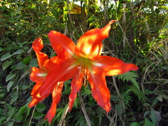 Hippeastrum striatum