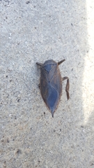 Lethocerus annulipes