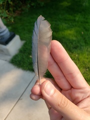 Aphelocoma californica