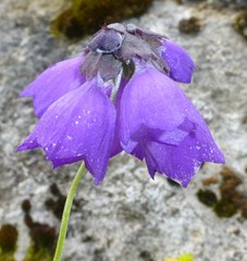 Primula wollastonii