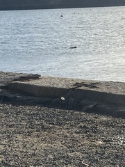 Phoca vitulina