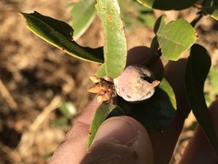 Heteroecus sanctaeclarae