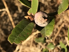 Heteroecus sanctaeclarae