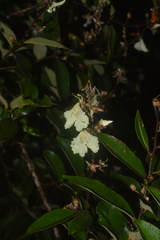 Qualea multiflora