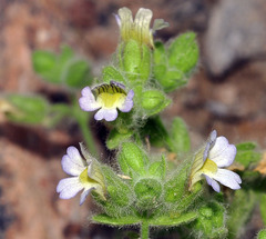 Chaenorhinum villosum granatensis