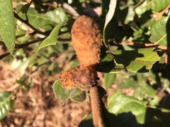 Heteroecus melanoderma