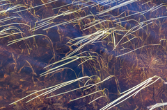 Sparganium hyperboreum