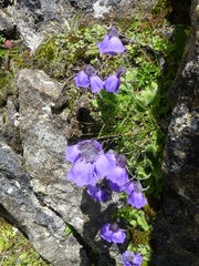 Primula wollastonii
