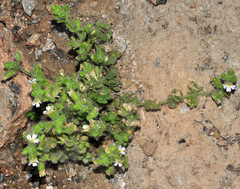 Chaenorhinum villosum granatensis