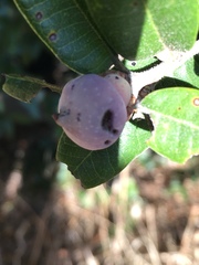 Heteroecus sanctaeclarae