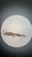 Pohlia longibracteata