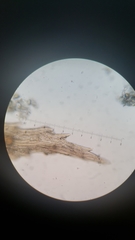 Pohlia longibracteata