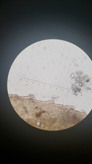 Pohlia longibracteata