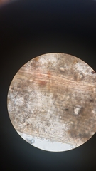 Pohlia longibracteata