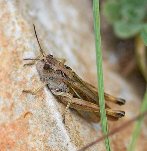 Ladder Grasshopper photo 3