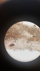 Pohlia longibracteata