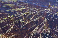 Sparganium hyperboreum