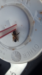Apis mellifera