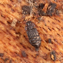Micropeplus staphylinoides