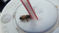 Apis mellifera