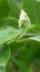 Capsicum chinense