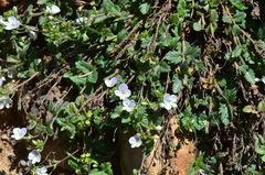 Veronica peduncularis