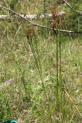 Juncus continuus
