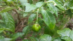 Capsicum chinense