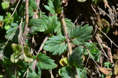 Veronica peduncularis