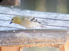 Spinus tristis