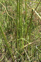 Juncus continuus