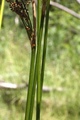 Juncus continuus