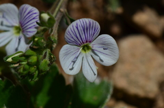 Veronica peduncularis