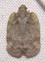Flataloides scabrosus