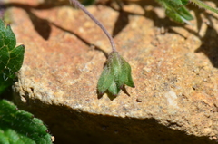 Veronica peduncularis