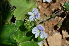 Veronica peduncularis